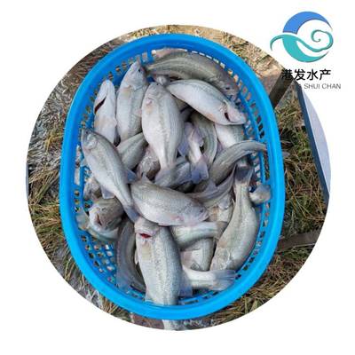 瀘州加洲鱸魚苗現(xiàn)苗供應(yīng)，專業(yè)配送助力水產(chǎn)養(yǎng)殖