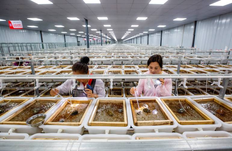 王克榮談黃鱔養殖 從苗種選購到科學管理